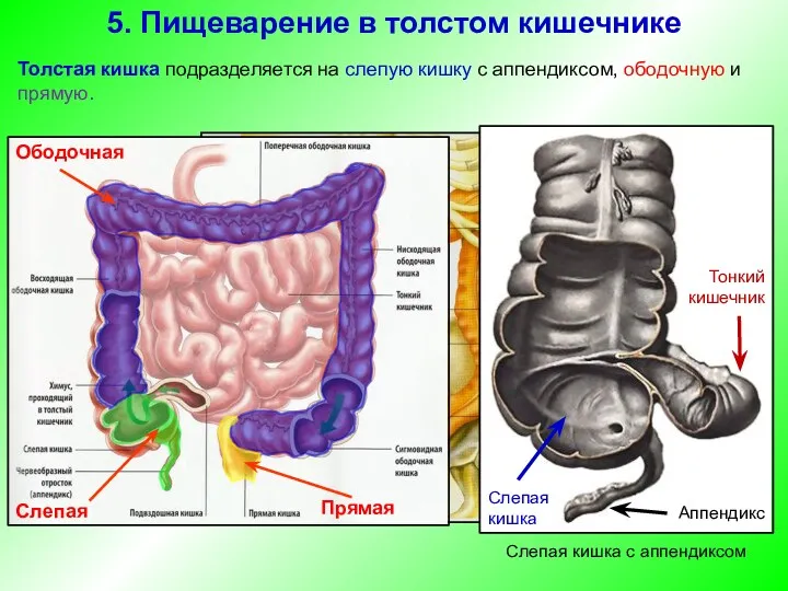 Толстая кишка подразделяется на слепую кишку с аппендиксом, ободочную и