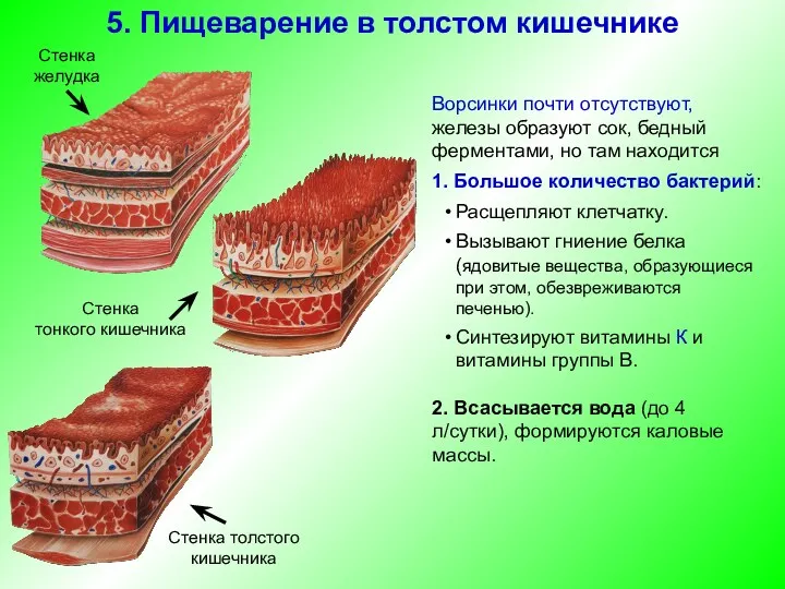 Ворсинки почти отсутствуют, железы образуют сок, бедный ферментами, но там