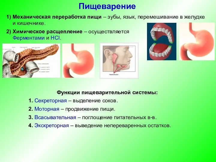 1) Механическая переработка пищи – зубы, язык, перемешивание в желудке