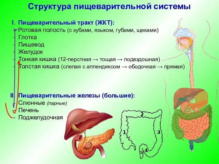 Пищеварительный тракт (ЖКТ): Ротовая полость (с зубами, языком, губами, щеками)