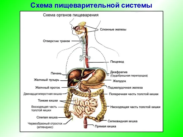 Схема пищеварительной системы