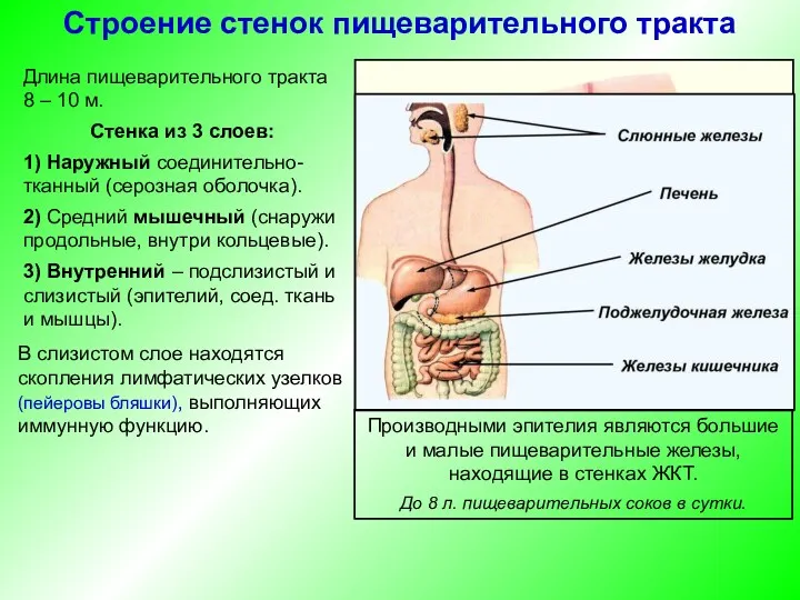 Длина пищеварительного тракта 8 – 10 м. Стенка из 3