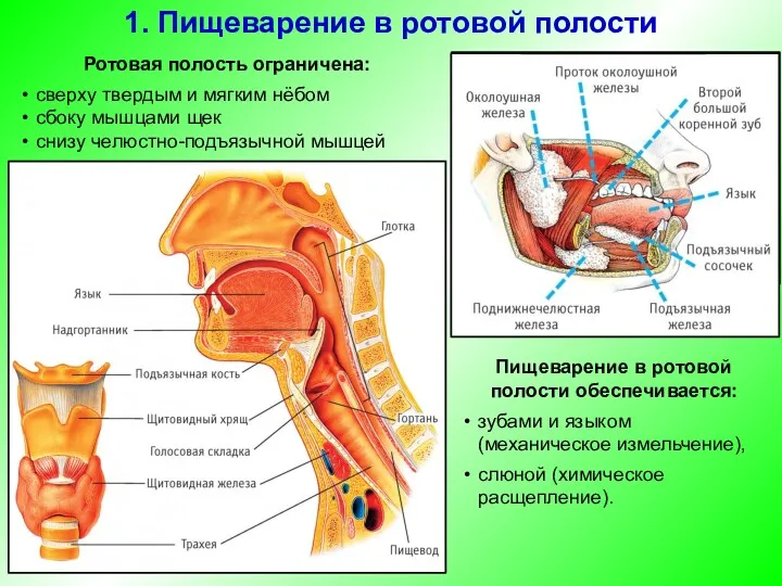 Ротовая полость ограничена: сверху твердым и мягким нёбом сбоку мышцами