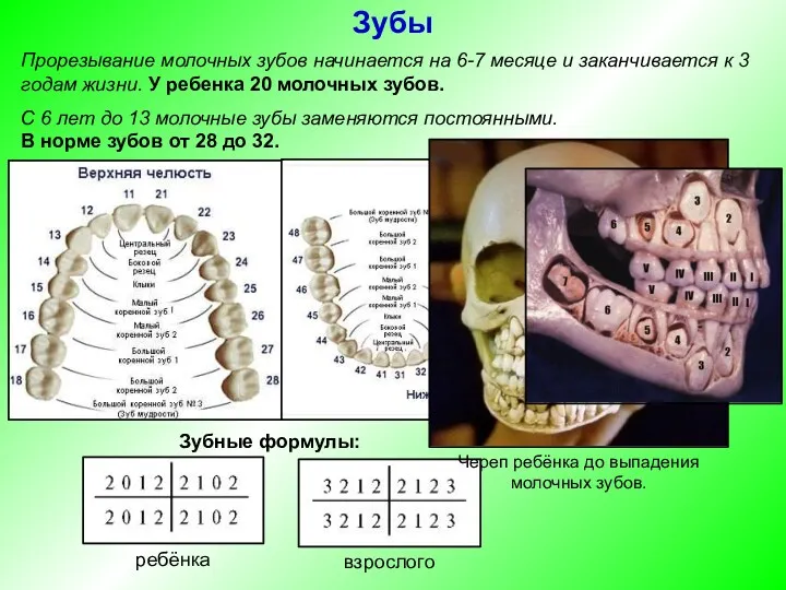 Прорезывание молочных зубов начинается на 6-7 месяце и заканчивается к