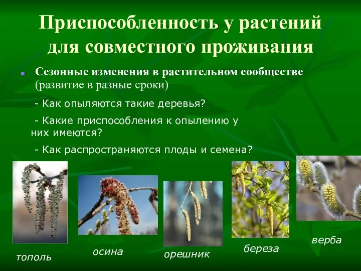 Приспособленность у растений для совместного проживания Сезонные изменения в растительном