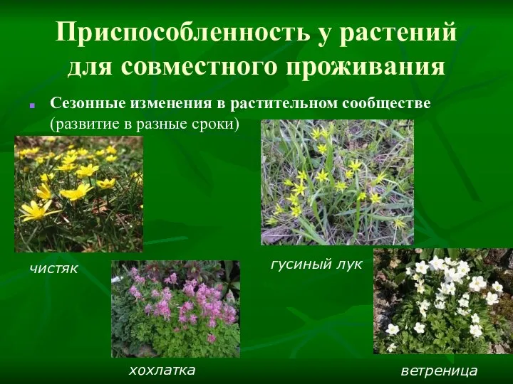 Приспособленность у растений для совместного проживания Сезонные изменения в растительном сообществе (развитие в разные сроки)
