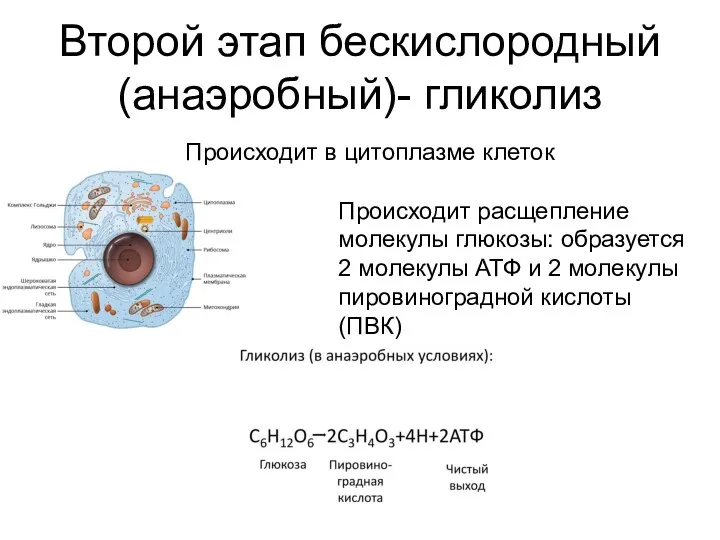 Второй этап бескислородный (анаэробный)- гликолиз Происходит в цитоплазме клеток Происходит