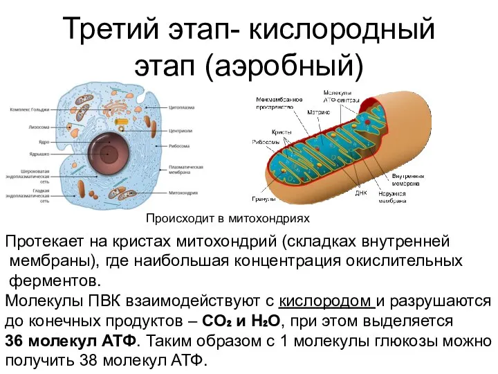 Третий этап- кислородный этап (аэробный) Происходит в митохондриях Протекает на