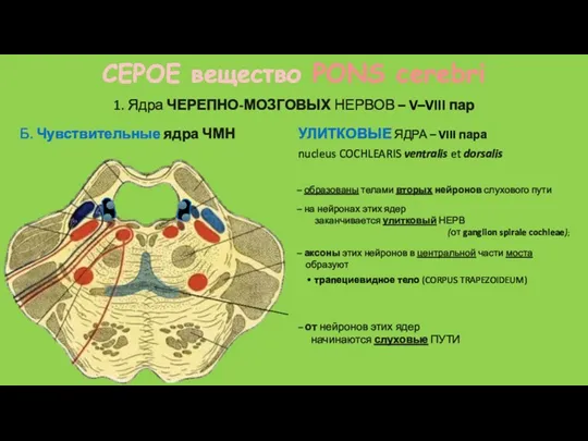 nucleus COCHLEARIS ventralis et dorsalis 1. Ядра ЧЕРЕПНО-МОЗГОВЫХ НЕРВОВ –