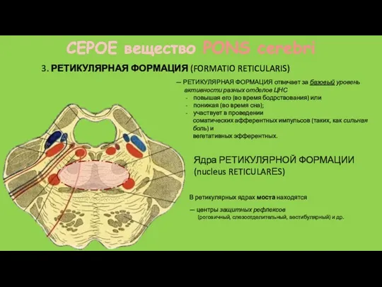 3. РЕТИКУЛЯРНАЯ ФОРМАЦИЯ (FORMATIO RETICULARIS) СЕРОЕ вещество PONS cerebri —
