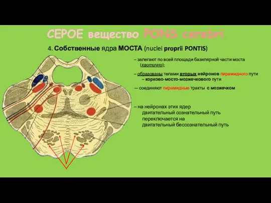 4. Собственные ядра МОСТА (nuclei proprii PONTIS) СЕРОЕ вещество PONS