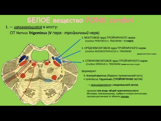БЕЛОЕ вещество PONS cerebri 2. МОСТОВОЕ ядро ТРОЙНИЧНОГО нерва (nucleus