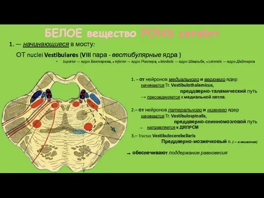 БЕЛОЕ вещество PONS cerebri Superior — ядро Бехтерева, ● Inferior