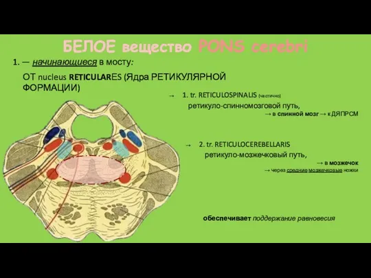1. tr. RETICULOSPINALIS (частично) ретикуло-спинномозговой путь, → в спинной мозг