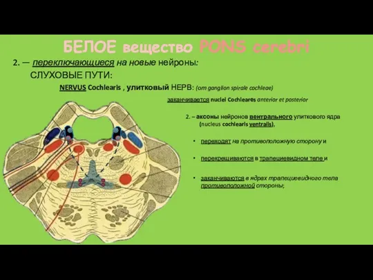 БЕЛОЕ вещество PONS cerebri 2. – аксоны нейронов вентрального улиткового