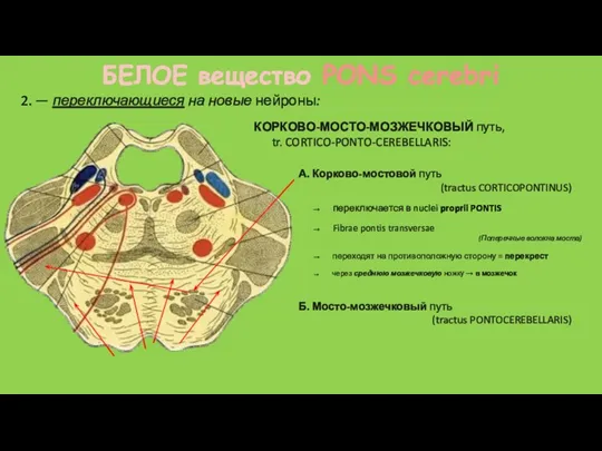 БЕЛОЕ вещество PONS cerebri Б. Мосто-мозжечковый путь (tractus PONTOCEREBELLARIS) КОРКОВО-МОСТО-МОЗЖЕЧКОВЫЙ