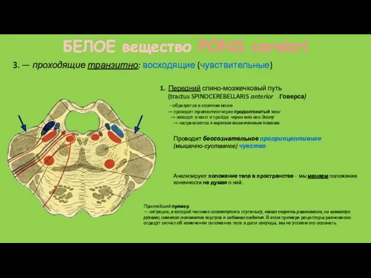 1. Передний спино-мозжечковый путь (tractus SPINOCEREBELLARIS anterior - Говерса) –
