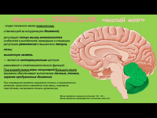 Мозжечок, CEREBELLUM, «малый мозг» - отдел головного мозга позвоночных, отвечающий
