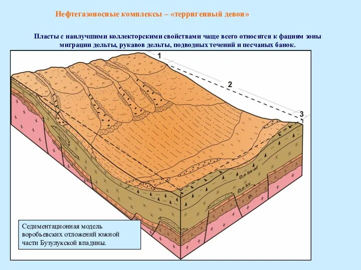 Седиментационная модель воробьевских отложений южной части Бузулукской впадины. Нефтегазоносные комплексы – «терригенный девон»
