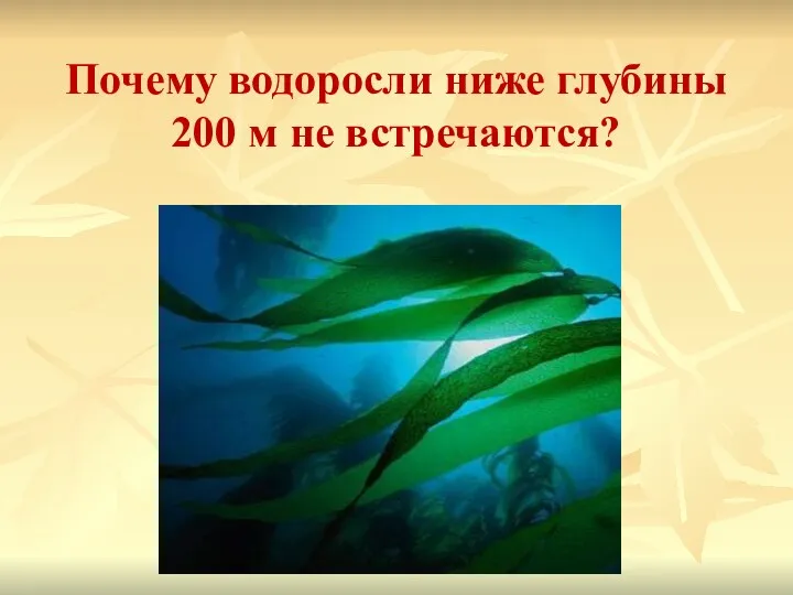 Почему водоросли ниже глубины 200 м не встречаются?