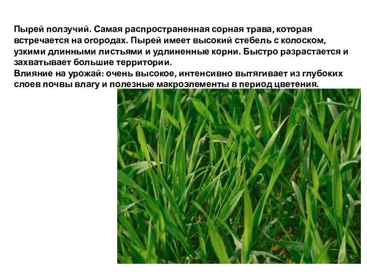 Пырей ползучий. Самая распространенная сорная трава, которая встречается на огородах.