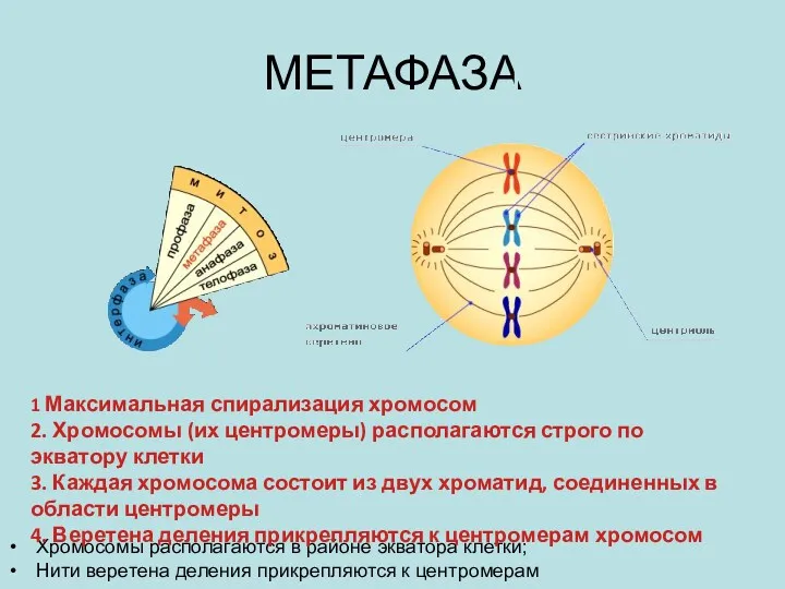 МЕТАФАЗА Хромосомы располагаются в районе экватора клетки; Нити веретена деления