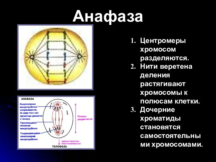 Анафаза Центромеры хромосом разделяются. Нити веретена деления растягивают хромосомы к