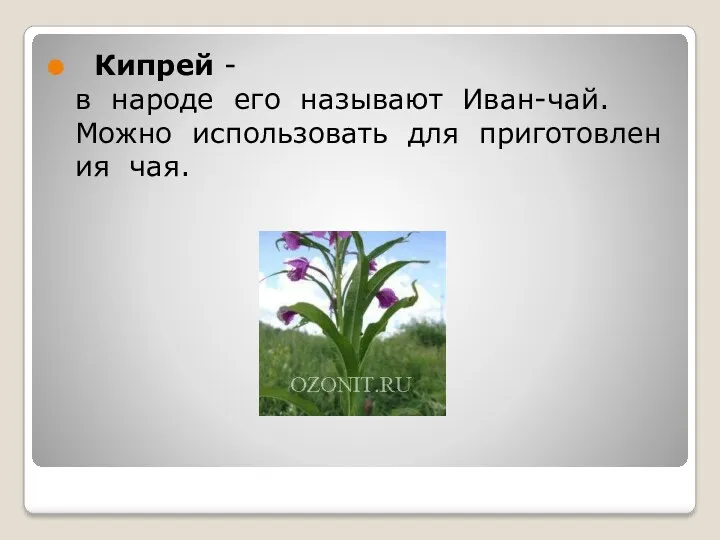 Кипрей - в народе его называют Иван-чай. Можно использовать для приготовления чая.