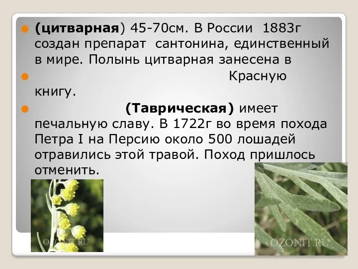 (цитварная) 45-70см. В России 1883г создан препарат сантонина, единственный в