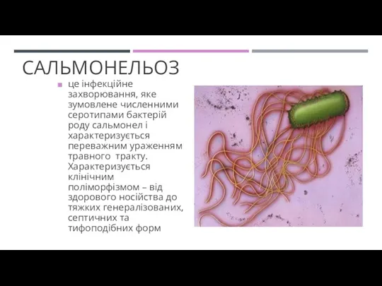 САЛЬМОНЕЛЬОЗ це інфекційне захворювання, яке зумовлене численними серотипами бактерій роду