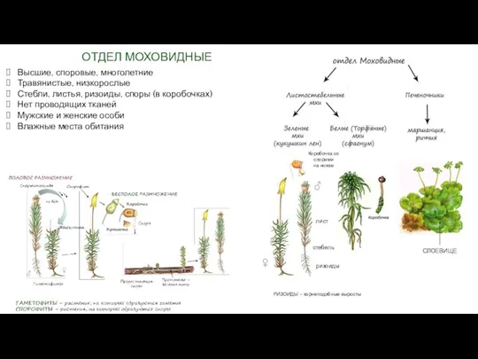 ОТДЕЛ МОХОВИДНЫЕ Высшие, споровые, многолетние Травянистые, низкорослые Стебли, листья, ризоиды,