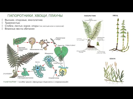 ПАПОРОТНИКИ, ХВОЩИ, ПЛАУНЫ Высшие, споровые, многолетние Травянистые Стебли, листья, корни,