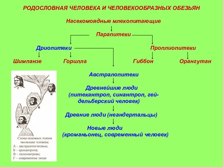 Насекомоядные млекопитающие Парапитеки Дриопитеки Проплиопитеки Шимпанзе Горилла Гиббон Орангутан Австралопитеки