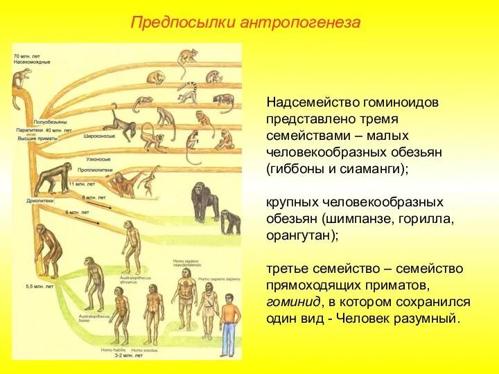 Предпосылки антропогенеза Надсемейство гоминоидов представлено тремя семействами – малых человекообразных