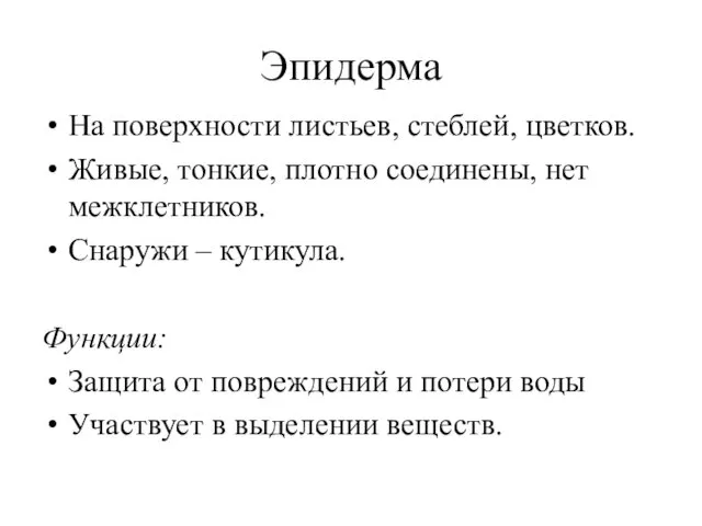 Эпидерма На поверхности листьев, стеблей, цветков. Живые, тонкие, плотно соединены,