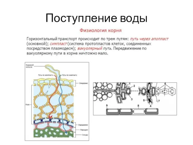 Поступление воды