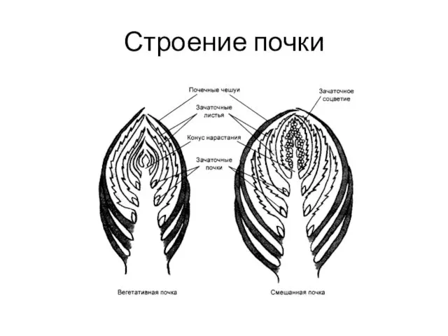 Строение почки