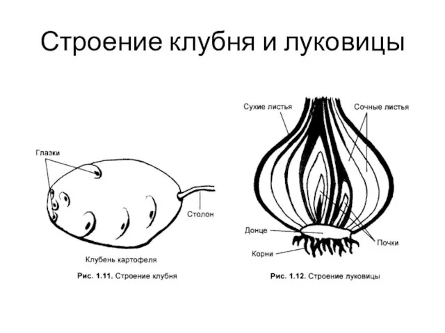 Строение клубня и луковицы