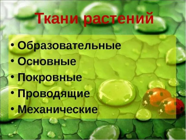 Ткани растений