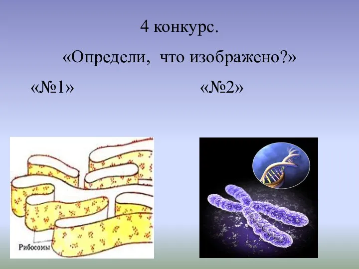 4 конкурс. «Определи, что изображено?» «№1» «№2»