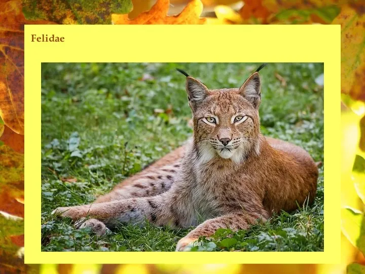 Felidae