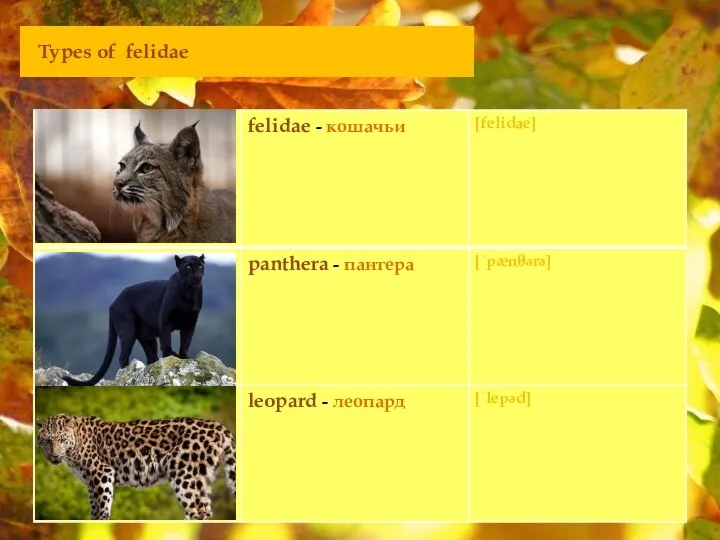 Types of felidae