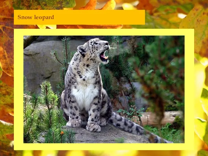 Snow leopard