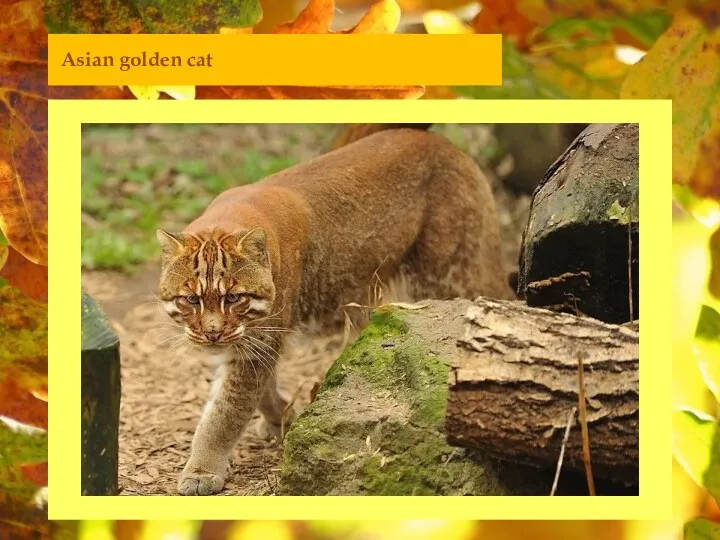 Asian golden cat