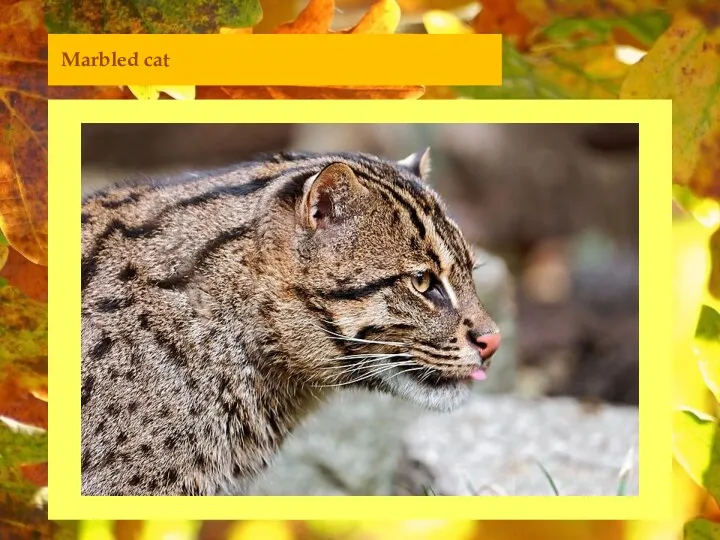 Marbled cat