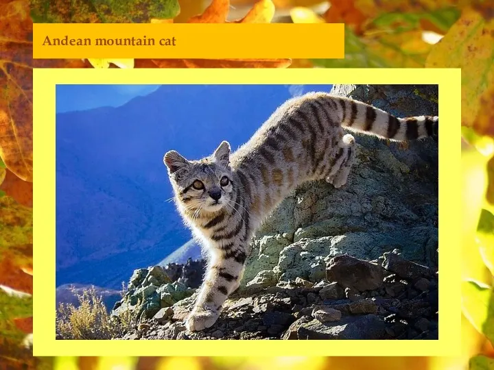 Andean mountain cat