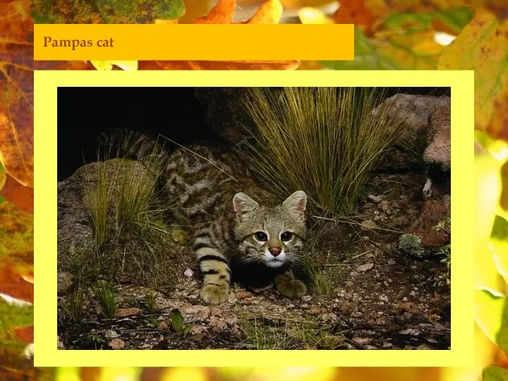 Pampas cat