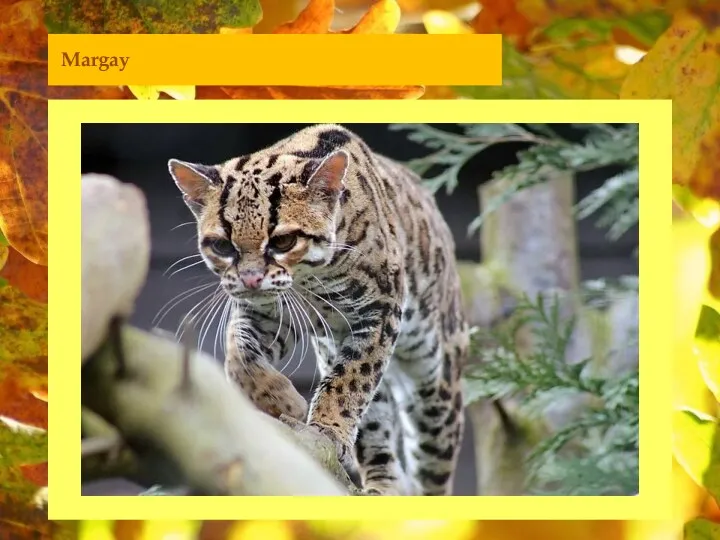 Margay