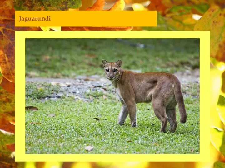 Jaguarundi