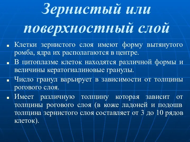 Зернистый или поверхностный слой Клетки зернистого слоя имеют форму вытянутого